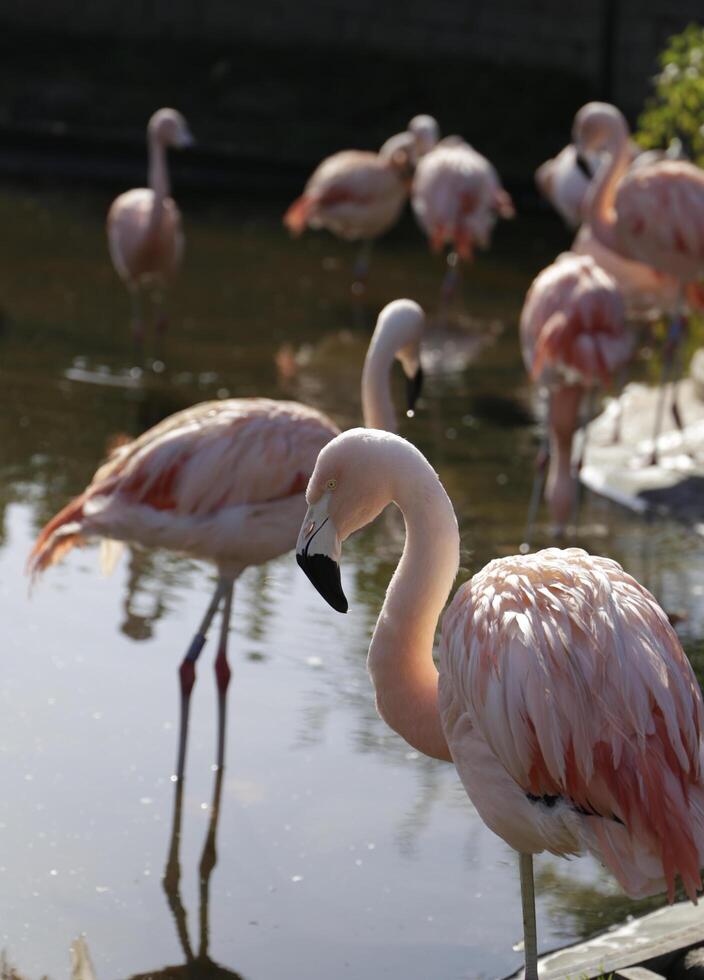 flamingo beautiful pink bird photo