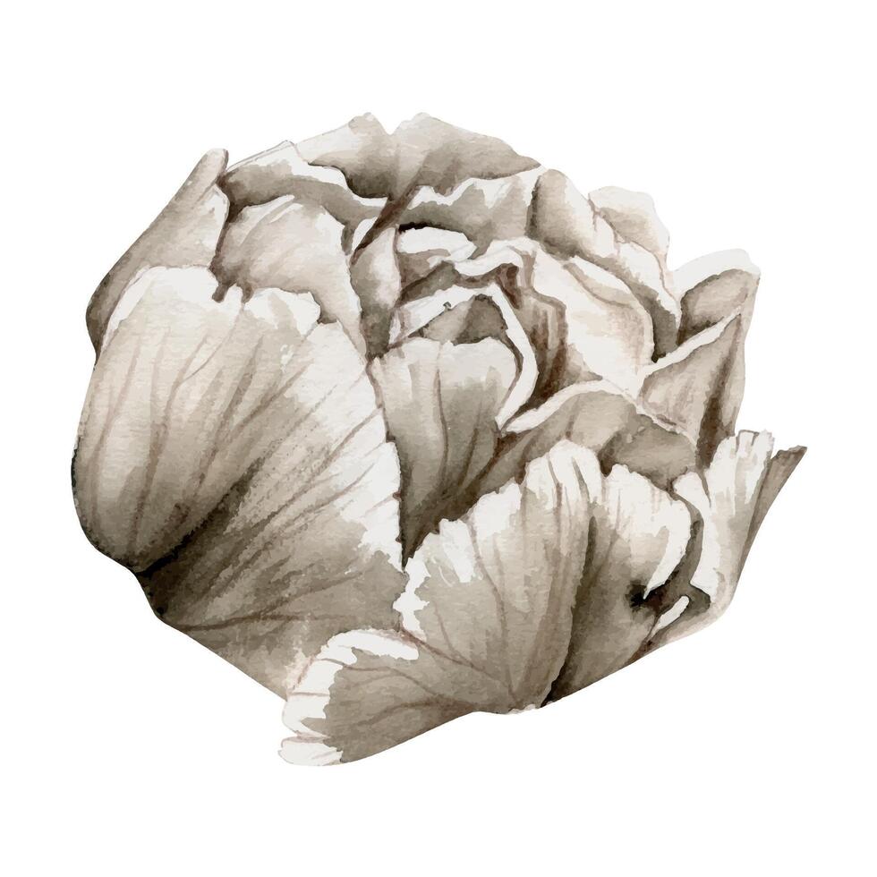 Hand drawn watercolor grisaille monochrome peony, tulip, ranunculus flowers. Single element isolated on white background. Design for invitations, wedding or greeting cards, floral shop, print, textile vector