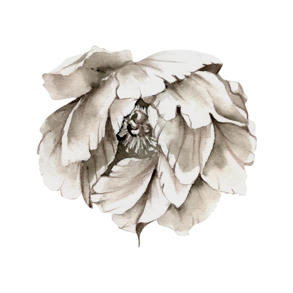 Hand drawn watercolor grisaille monochrome peony, tulip, ranunculus flowers. Single element isolated on white background. Design for invitations, wedding or greeting cards, floral shop, print, textile vector