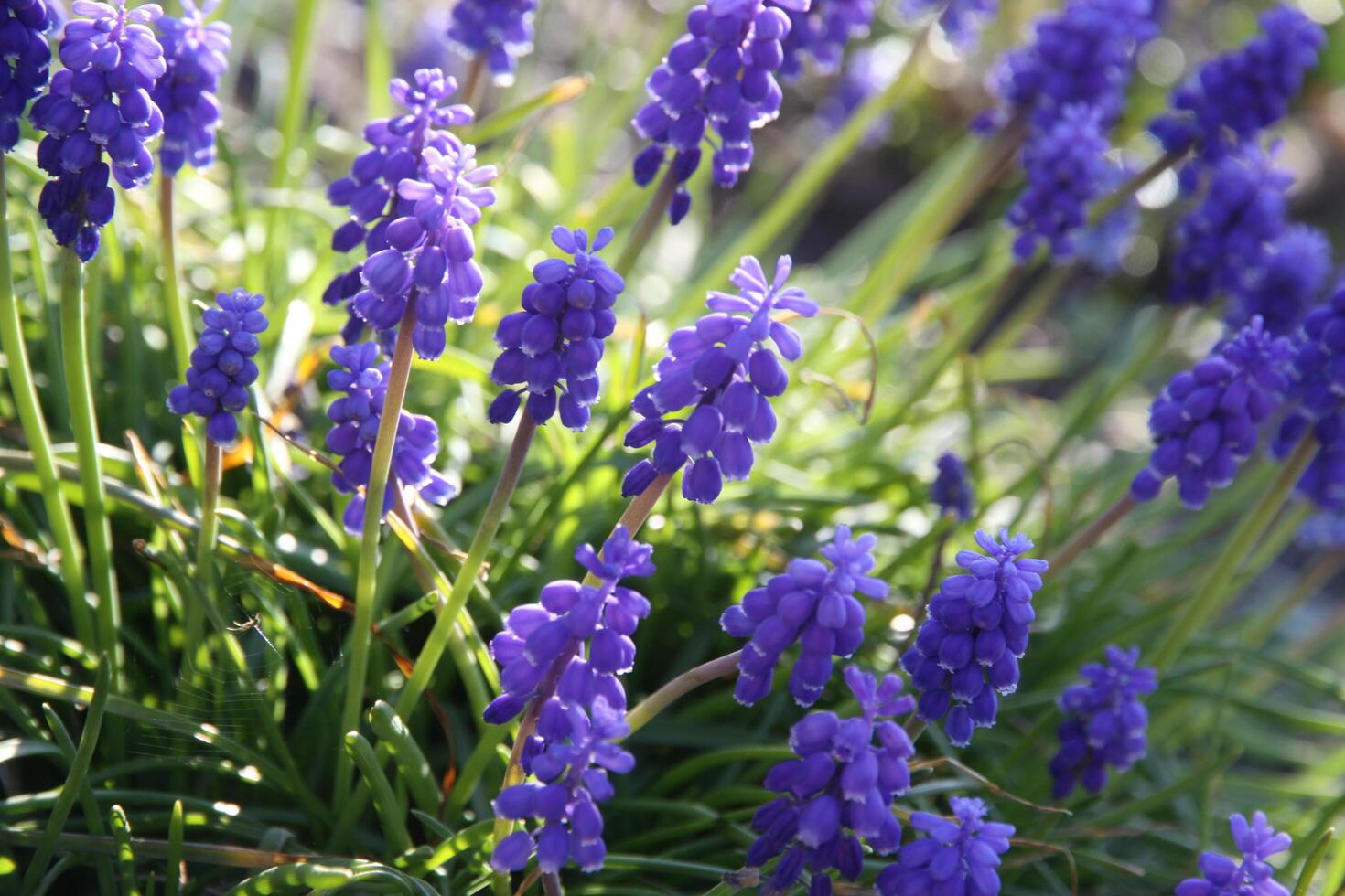grape hyacinth plant photo