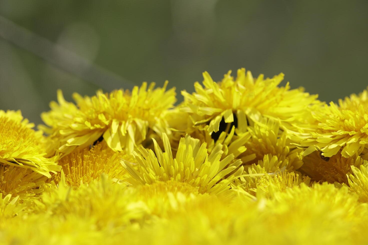 yellow dandelion flower a weed but also herbal medicine photo