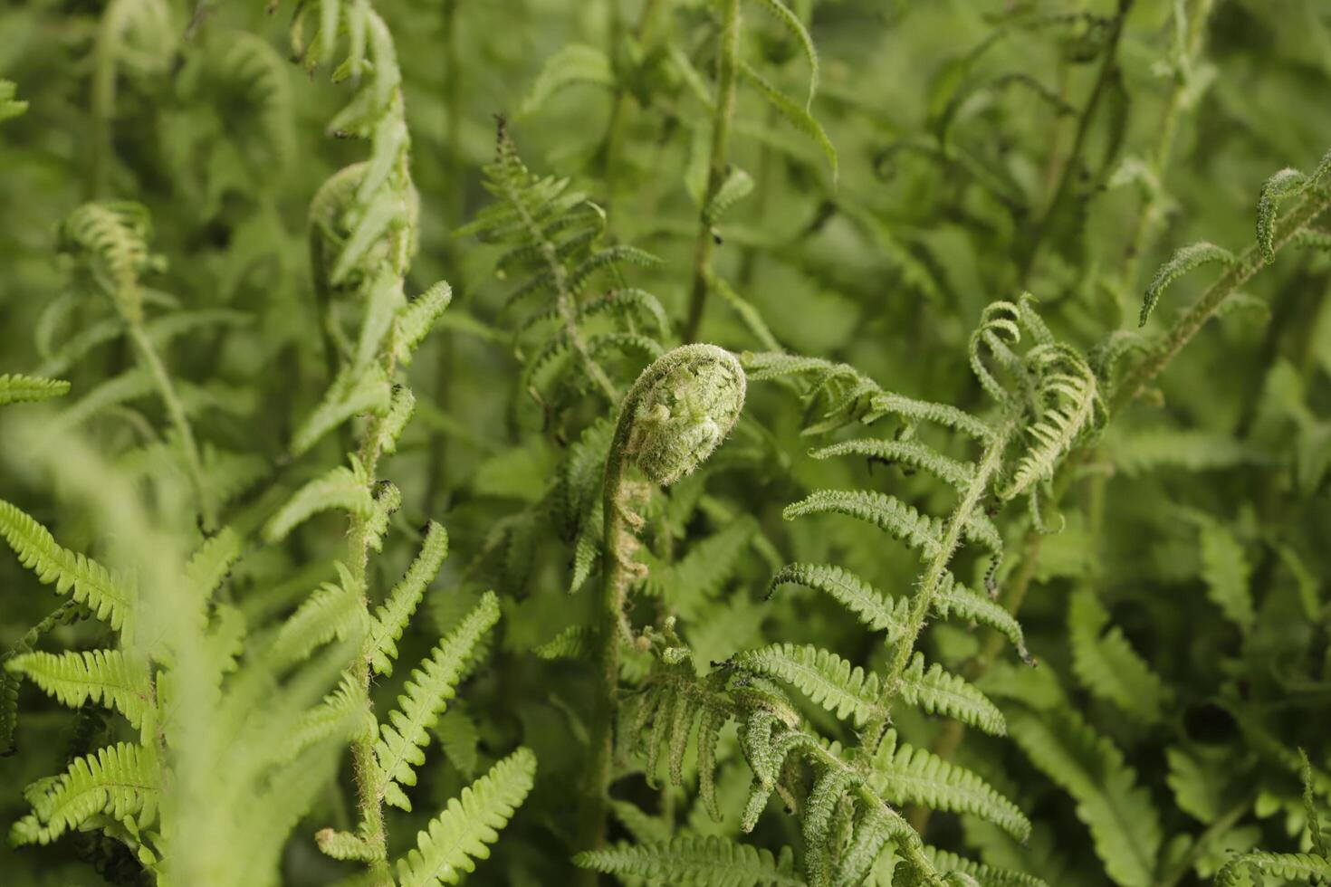 fresh leaves of a fern photo
