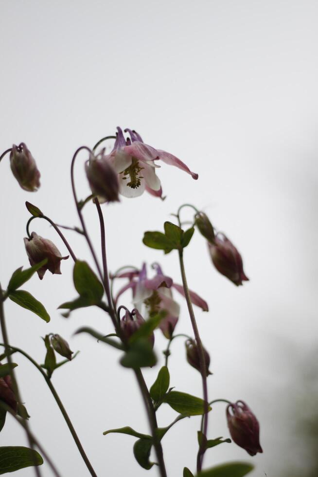 spring flower columbine photo