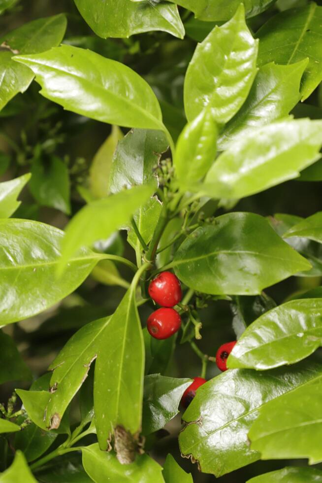 Japanese laurel with orange berries photo