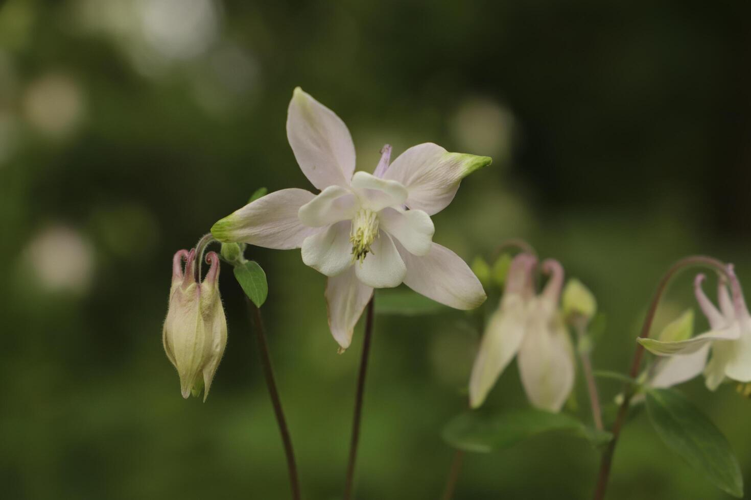 spring flower columbine photo