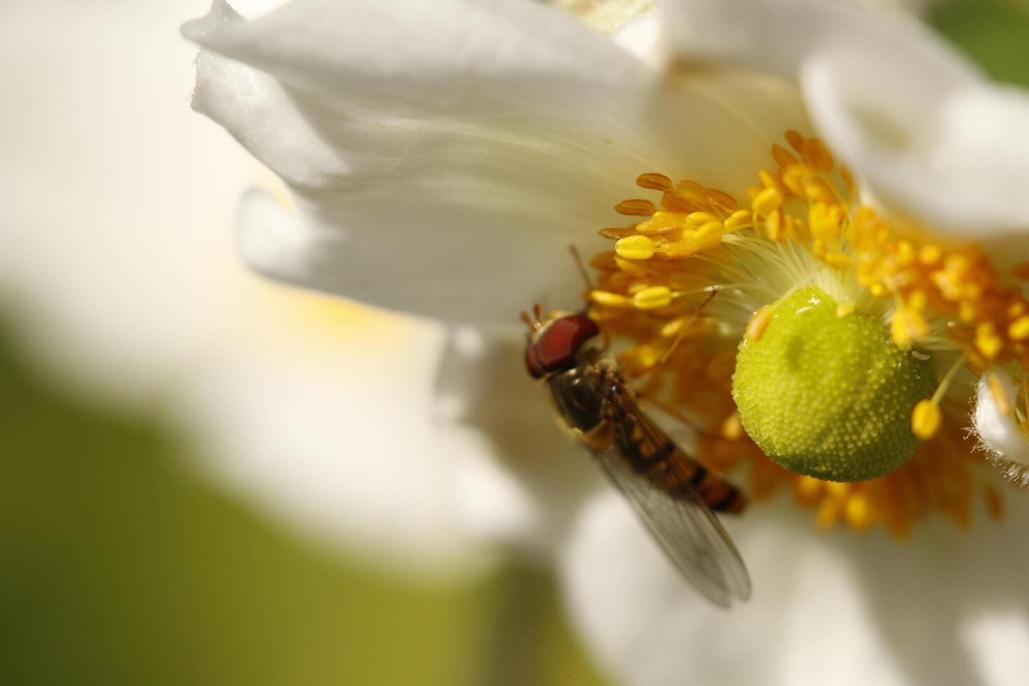 fragile white anemone flower photo