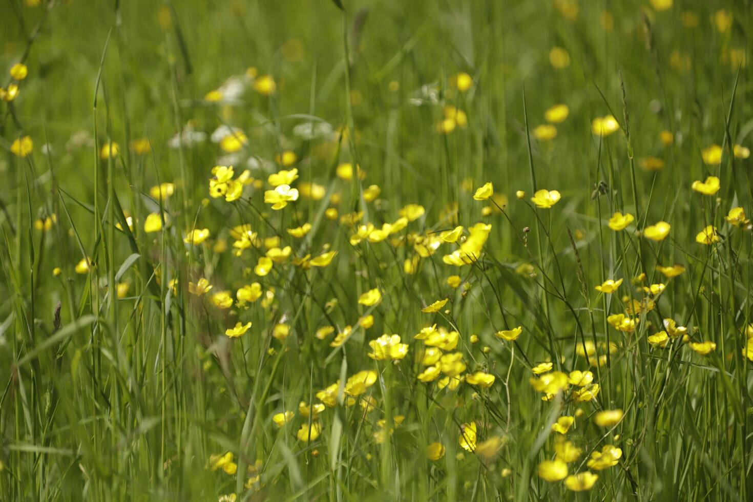 grassland with yellow buttercup photo