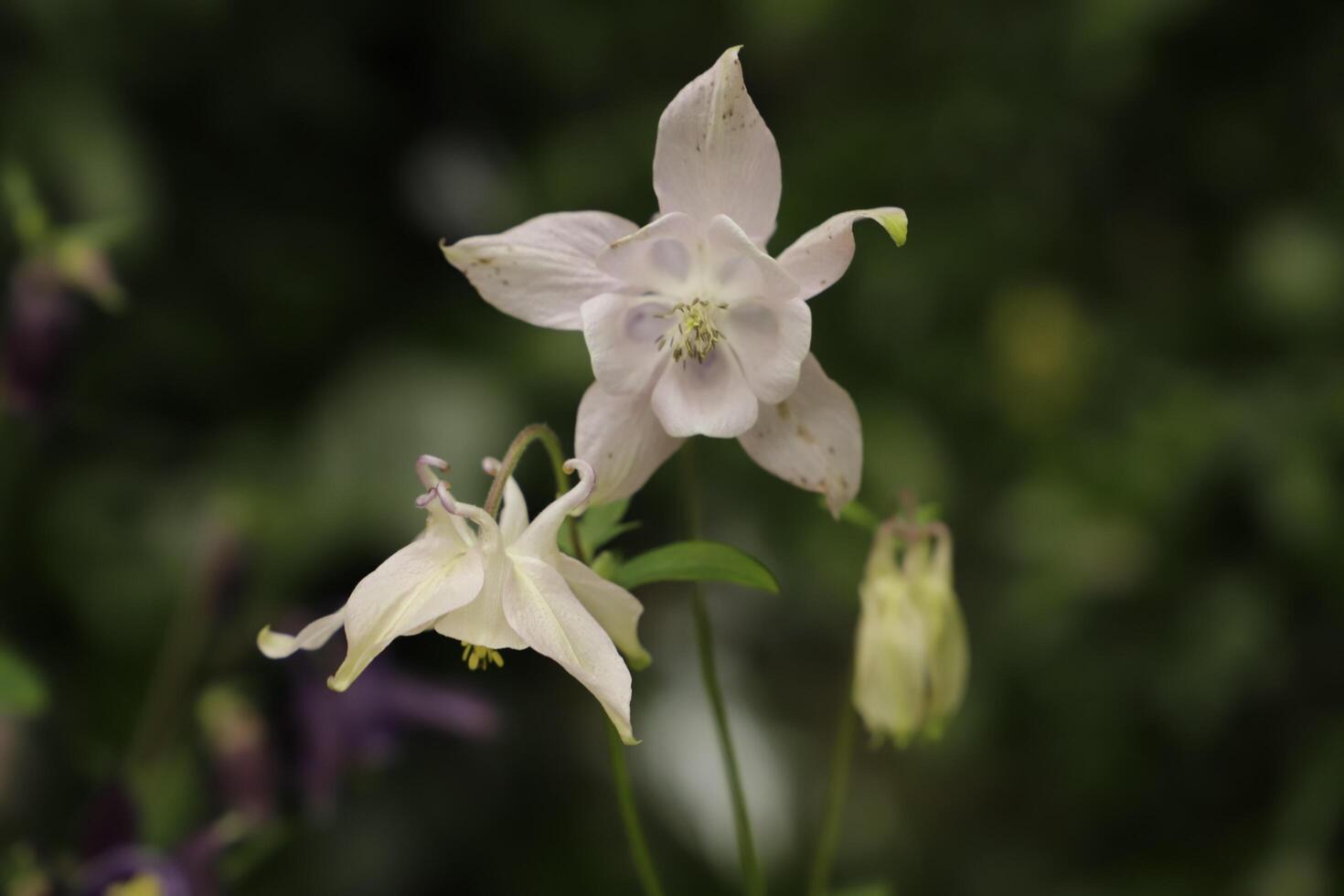 spring flower columbine photo