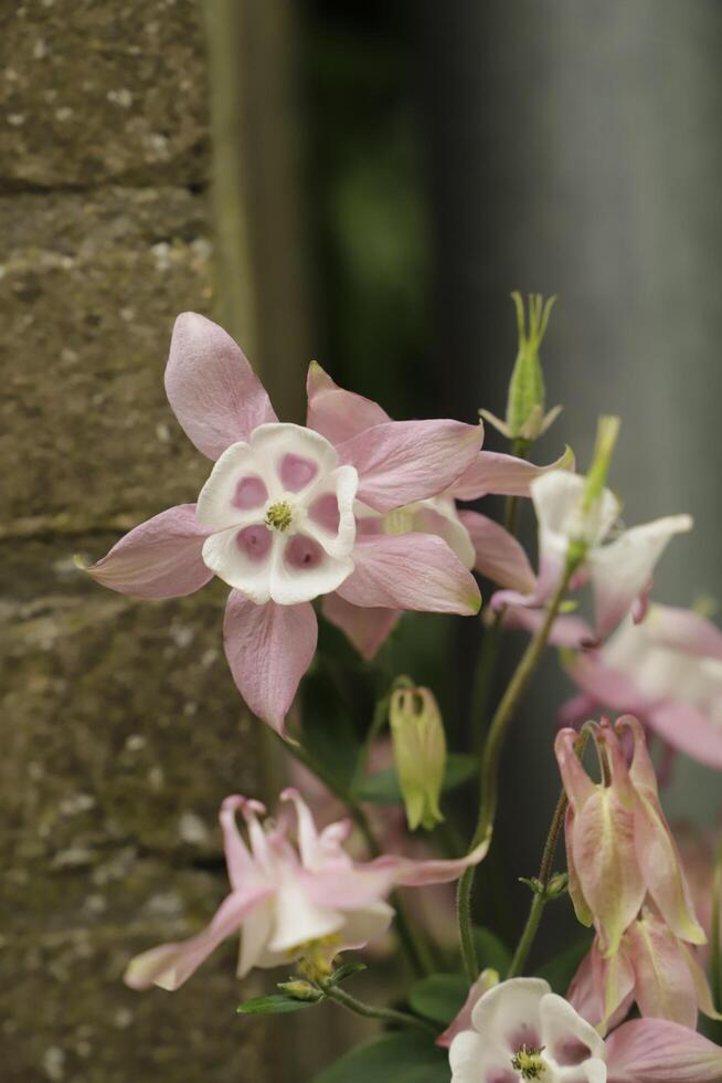 Pink and white Columbine flowers blooming in May. You can find them in many colors photo