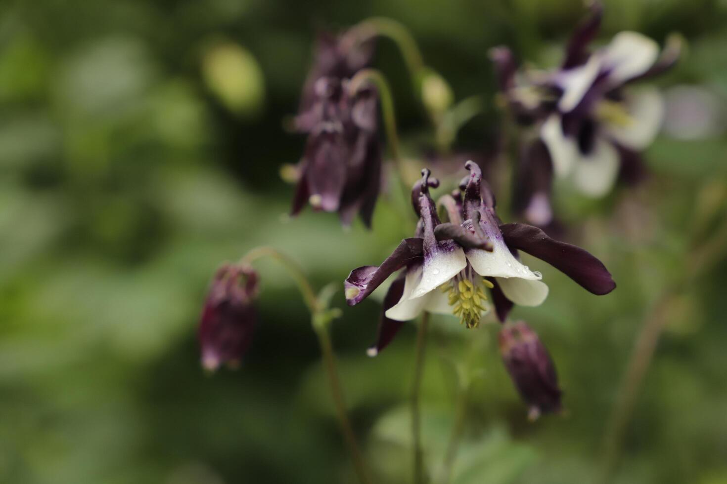 Blue white Columbine flowers blooming in May. You can find them in many colors photo