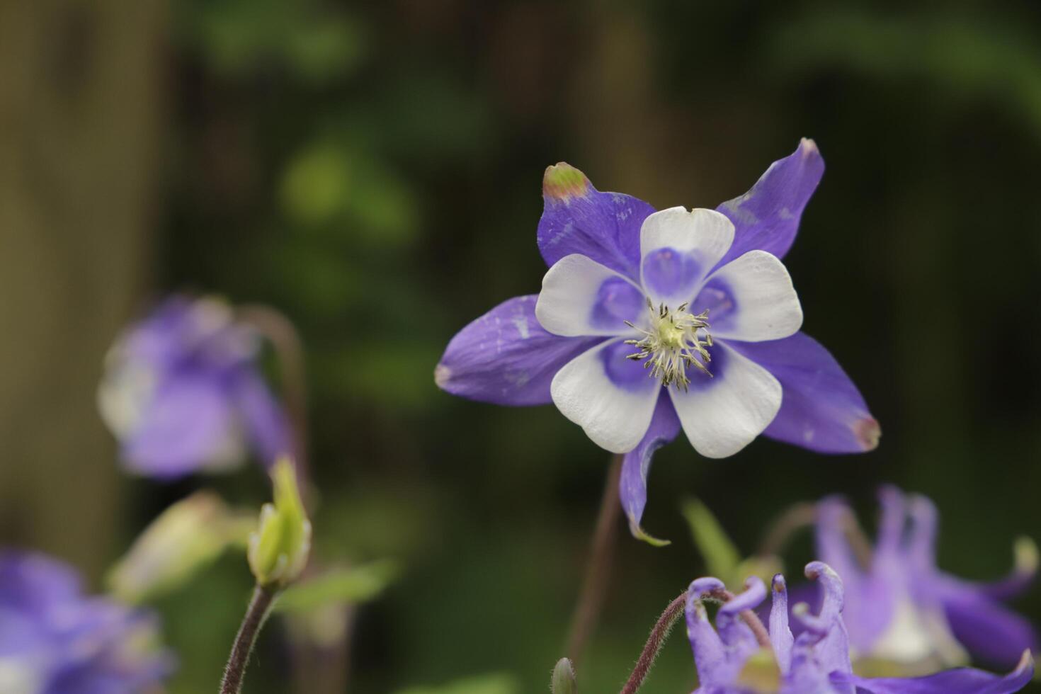 Blue white Columbine flowers blooming in May. You can find them in many colors photo