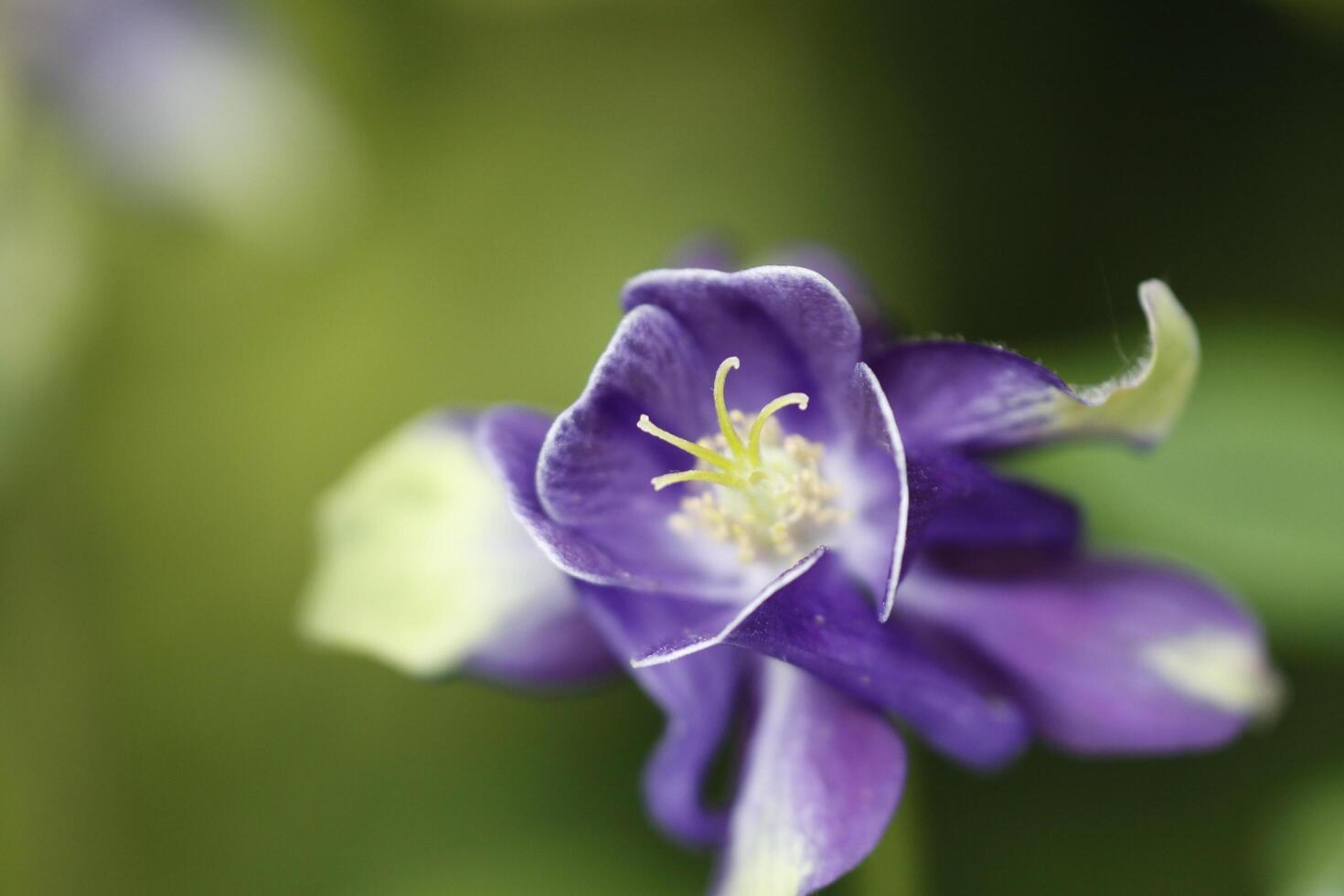 Blue white Columbine flowers blooming in May. You can find them in many colors photo