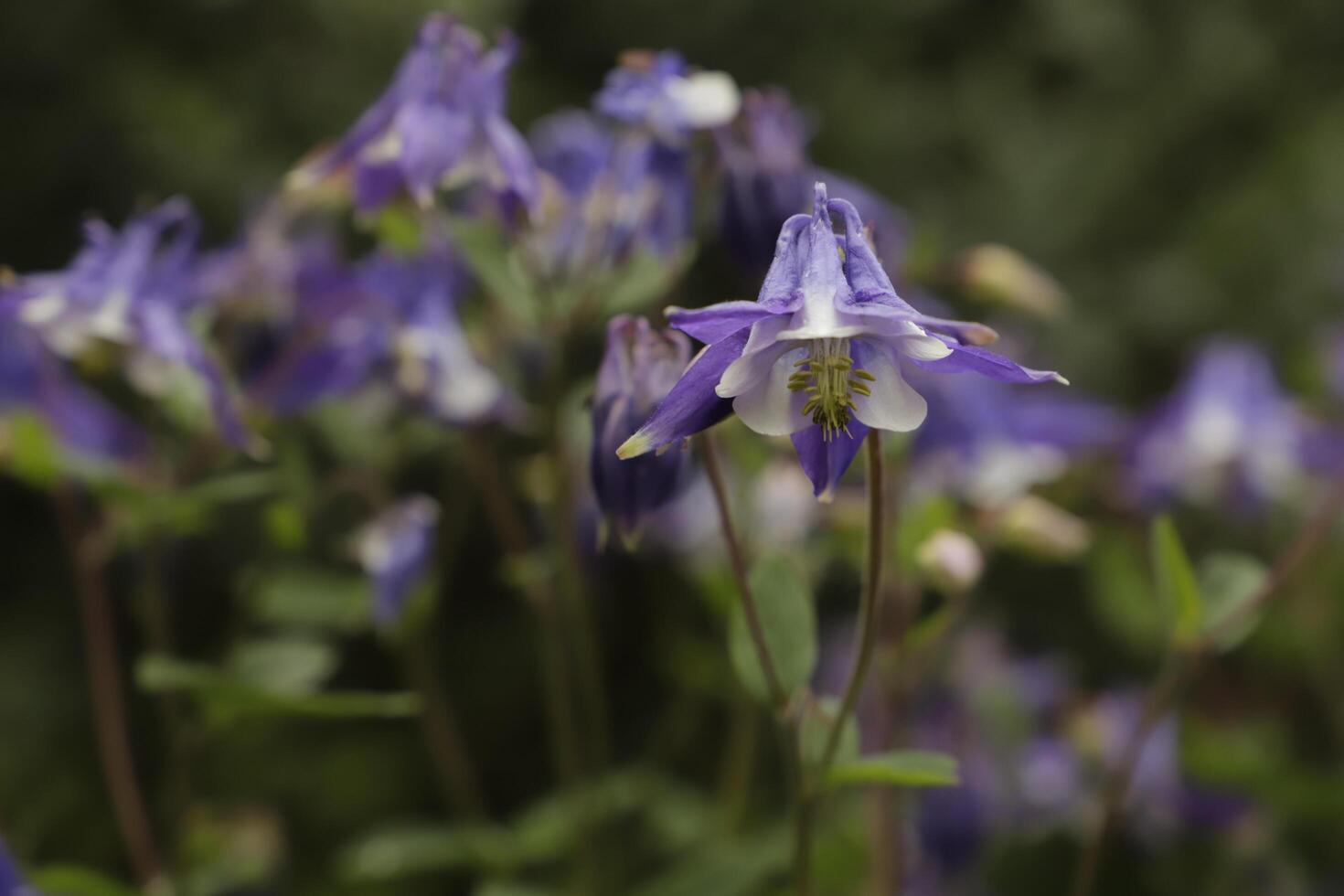 azul blanco aguileña flores floreciente en mayo. usted lata encontrar ellos en muchos colores foto