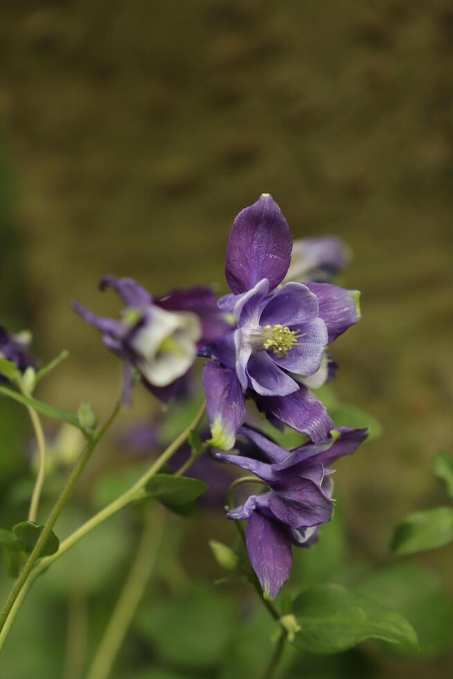 Blue white Columbine flowers blooming in May. You can find them in many colors photo