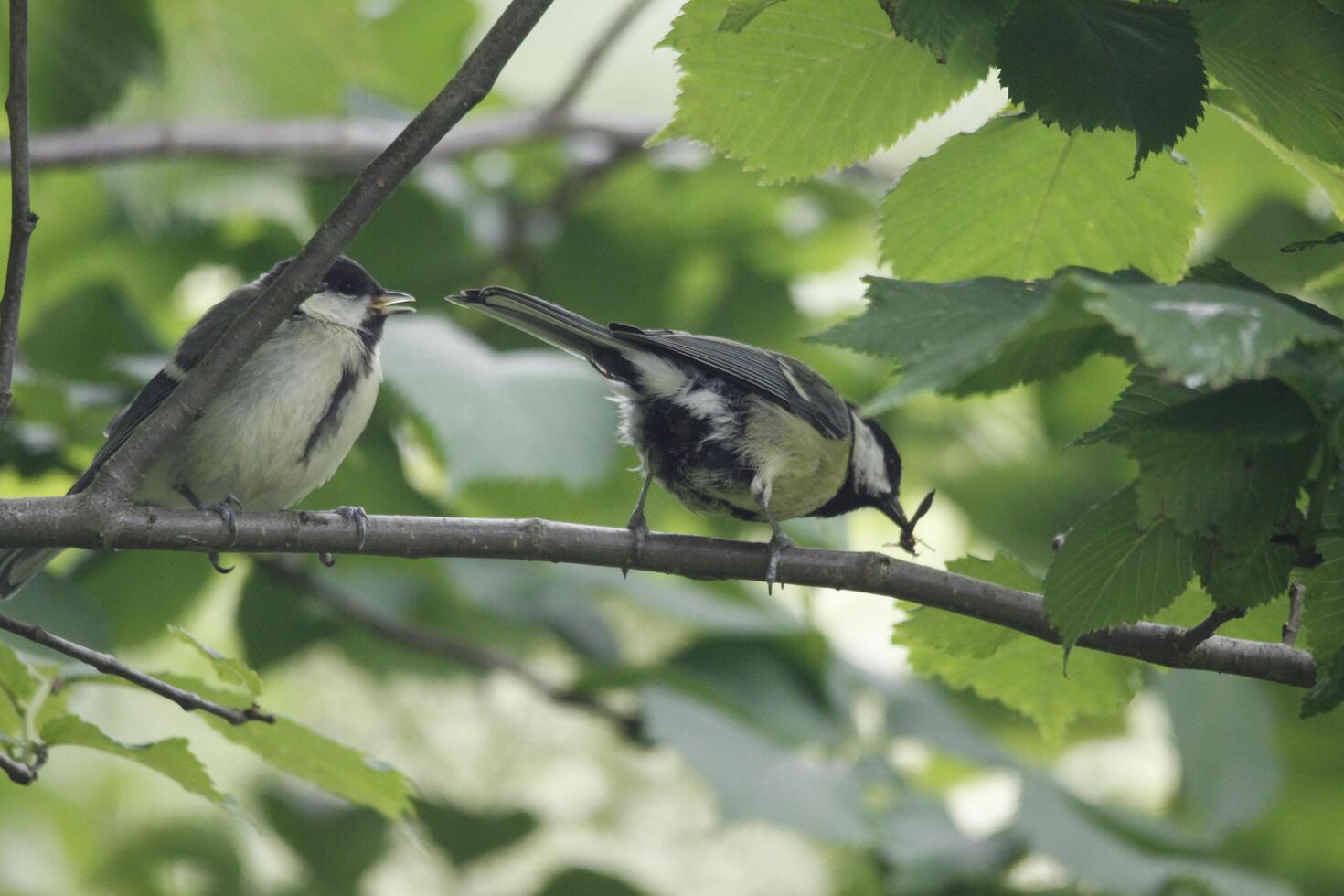 great tit parent feeds baby bird photo