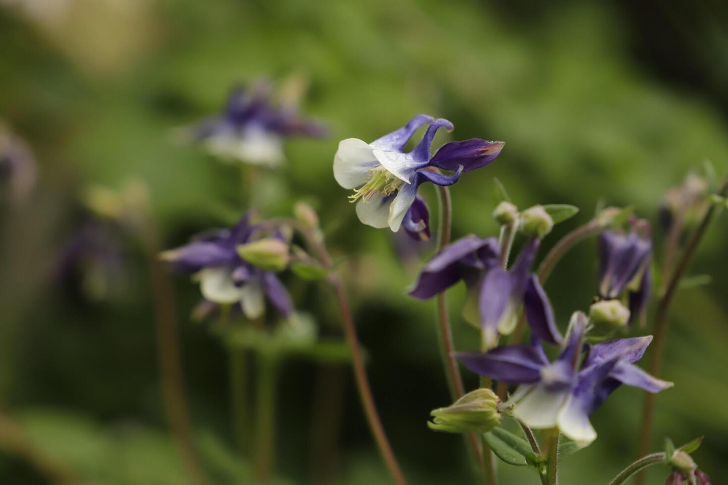 Blue white Columbine flowers blooming in May. You can find them in many colors photo