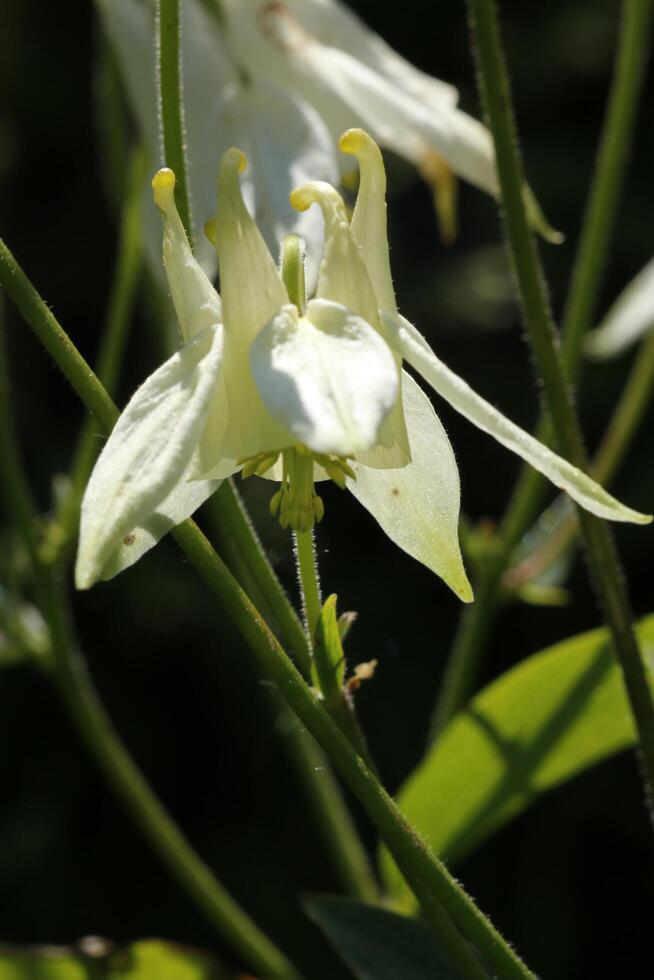 White Columbine flowers blooming in May. You can find them in many colors photo