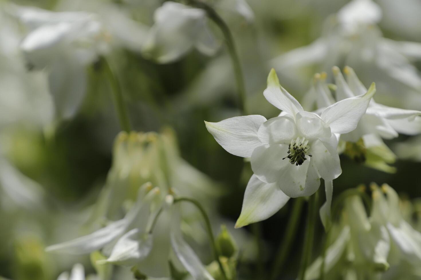 White Columbine flowers blooming in May. You can find them in many colors photo