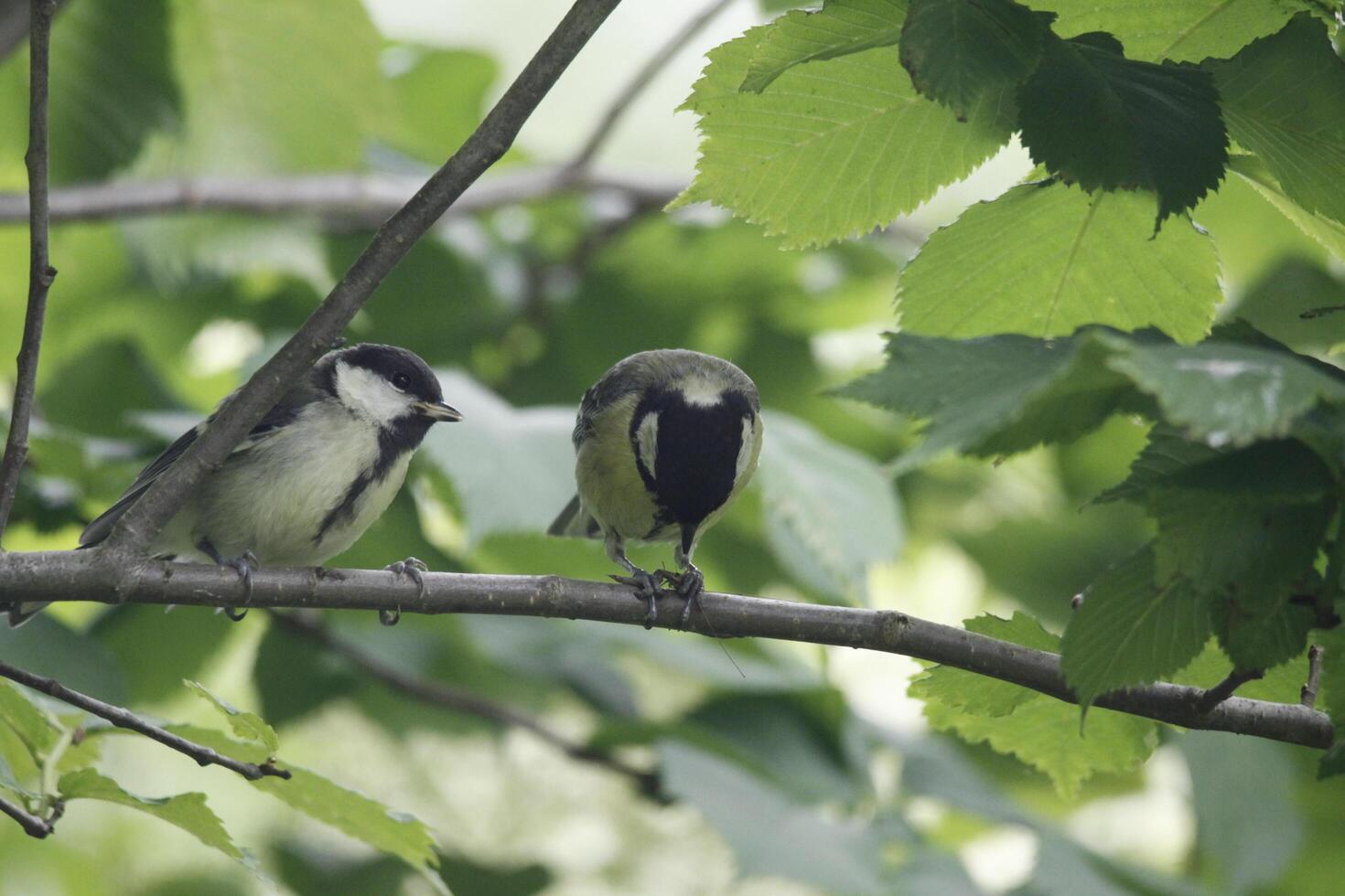 great tit parent feeds baby bird photo