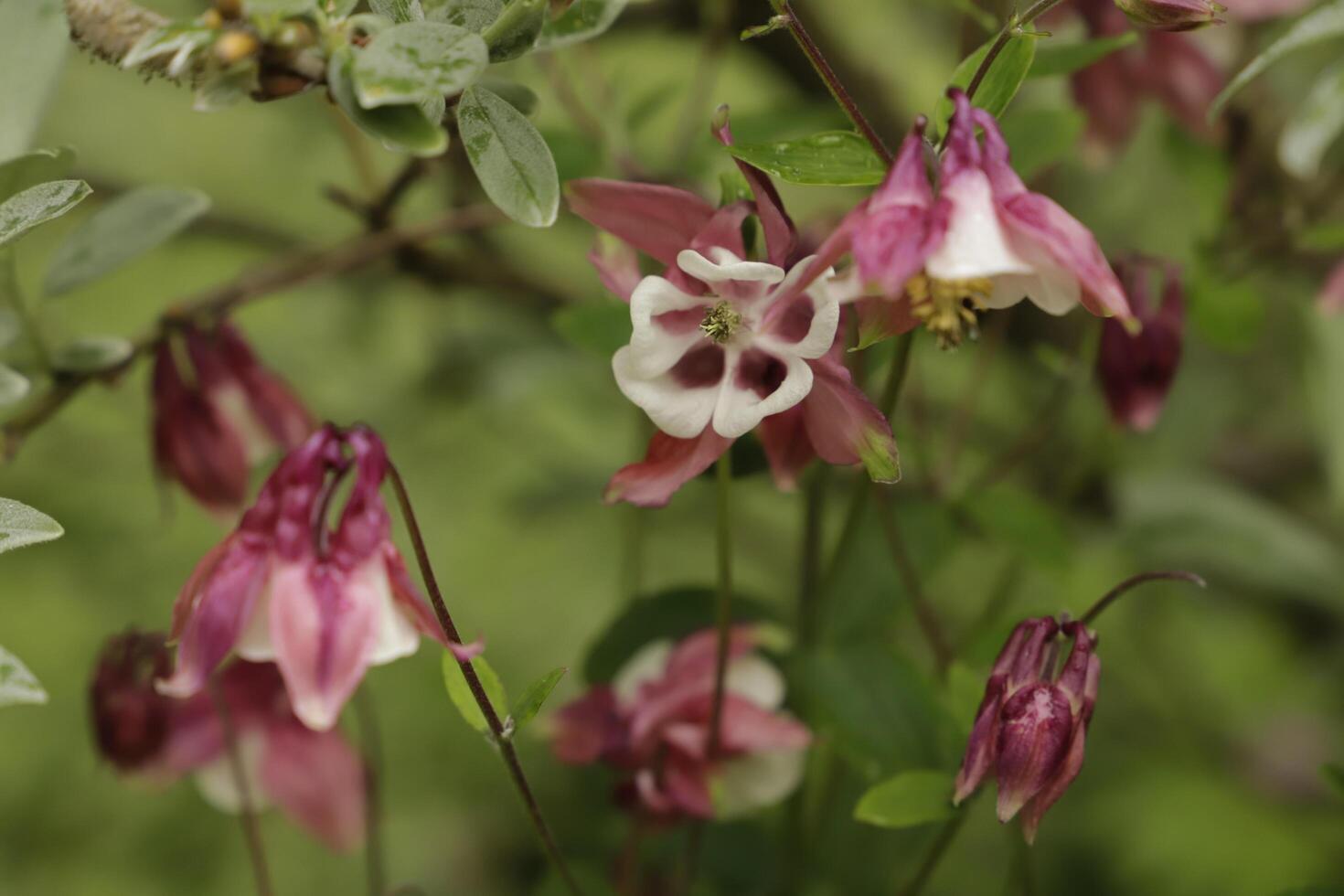 Pink and white Columbine flowers blooming in May. You can find them in many colors photo