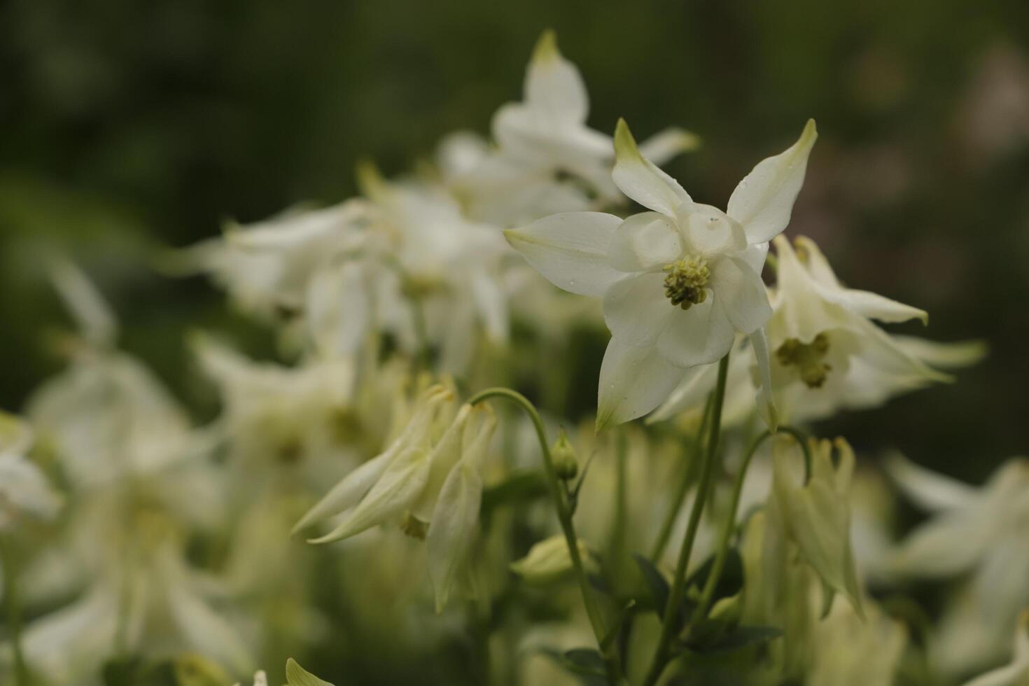 White Columbine flowers blooming in May. You can find them in many colors photo