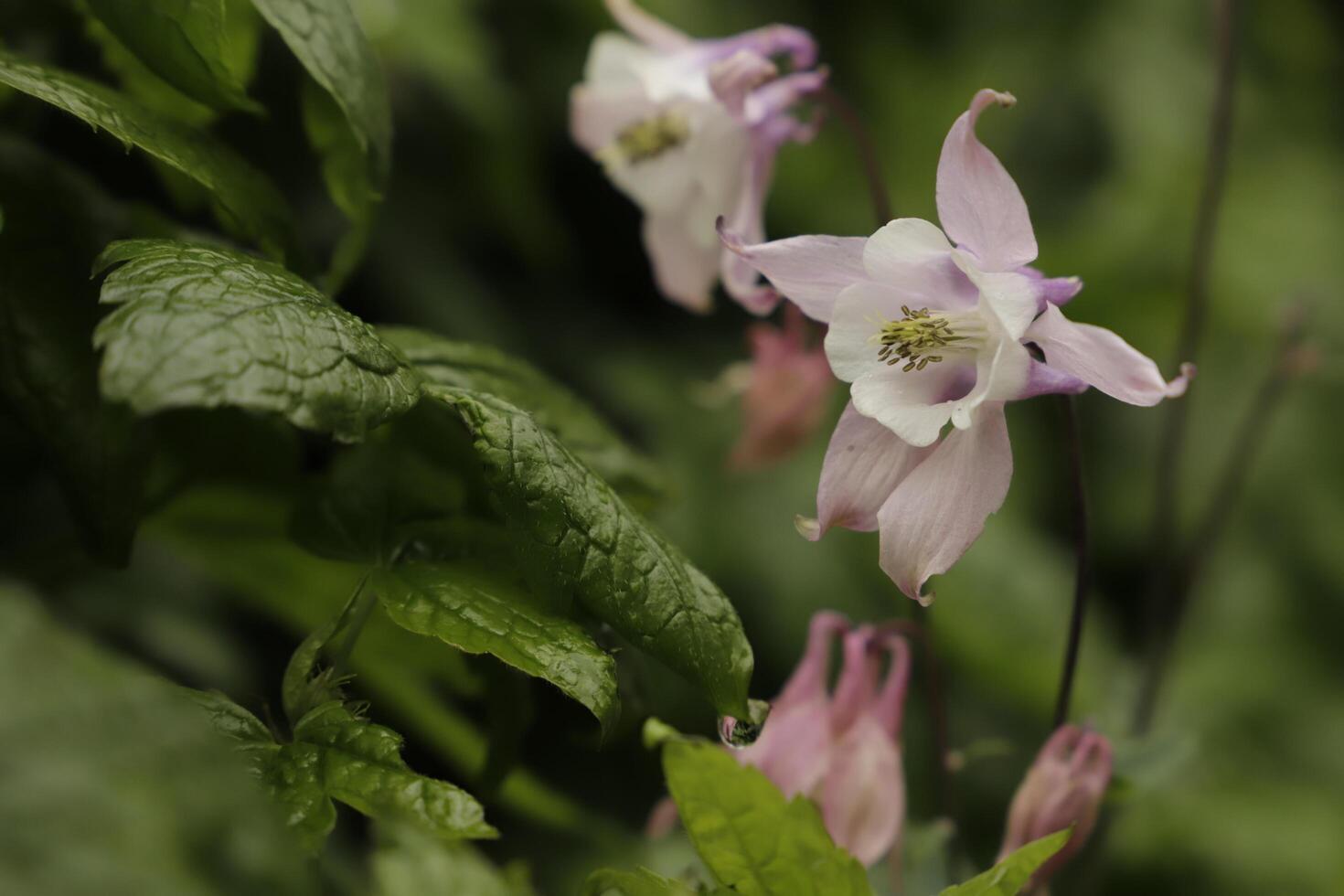 Pink and white Columbine flowers blooming in May. You can find them in many colors photo