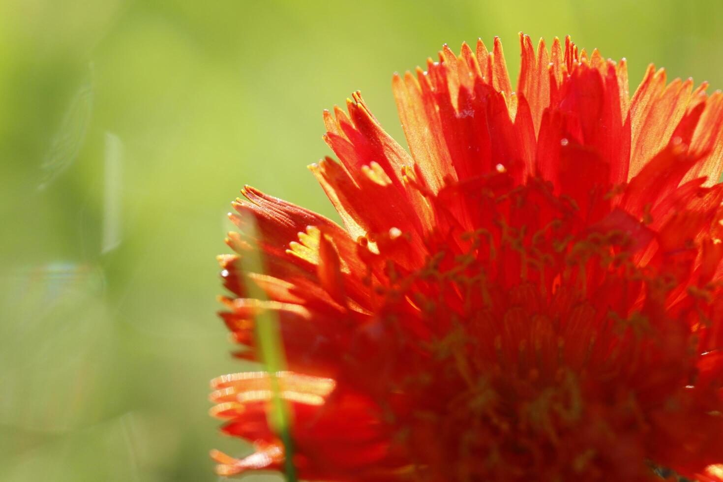 orange hawkweed flower photo