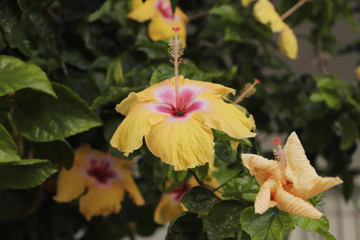 yellow red hibiscus flower photo