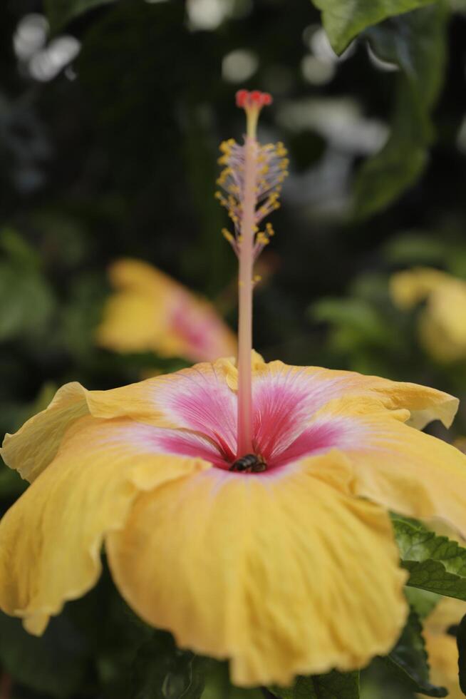 yellow red hibiscus flower photo