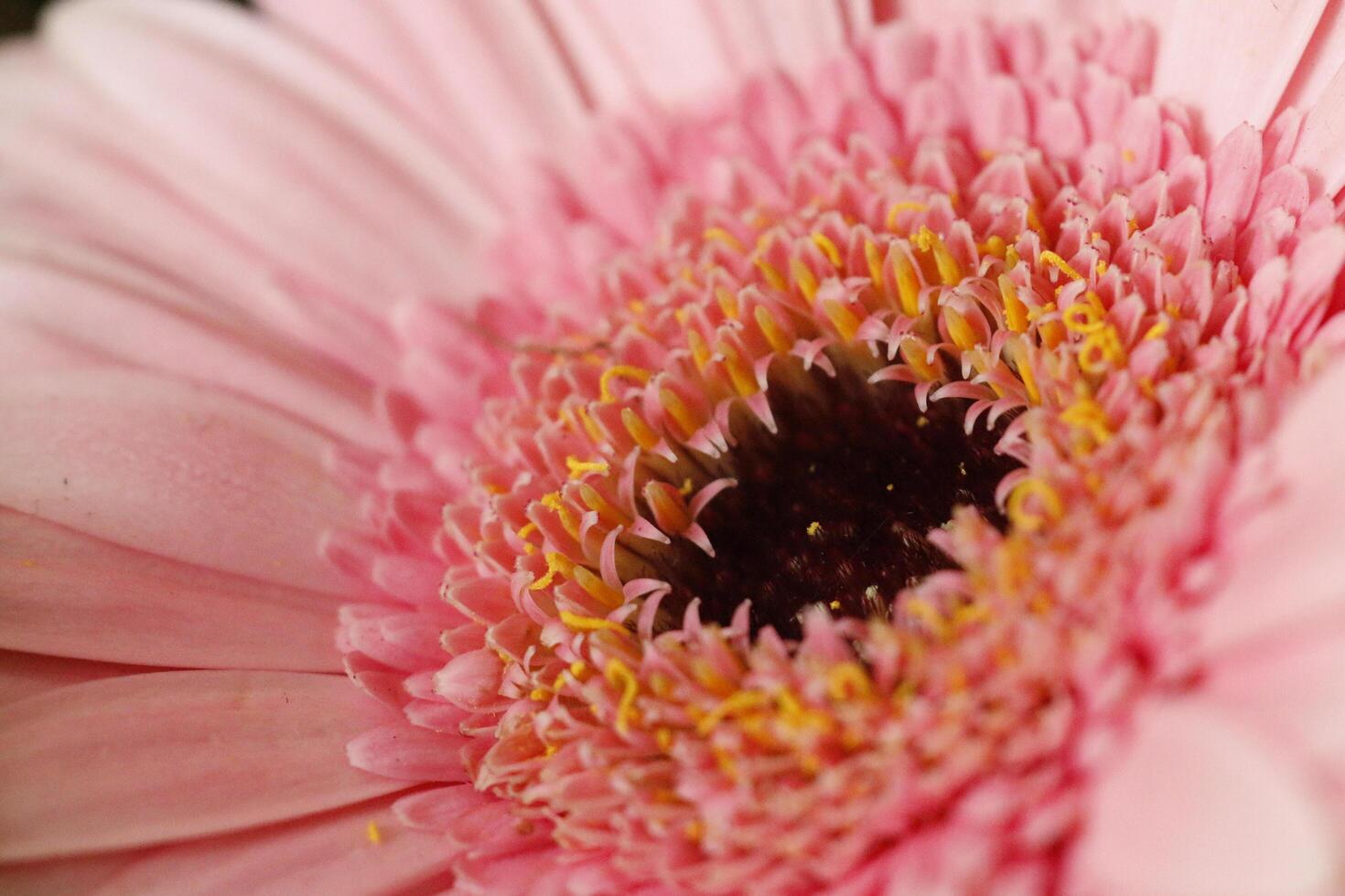 close up pink gerbera flower photo