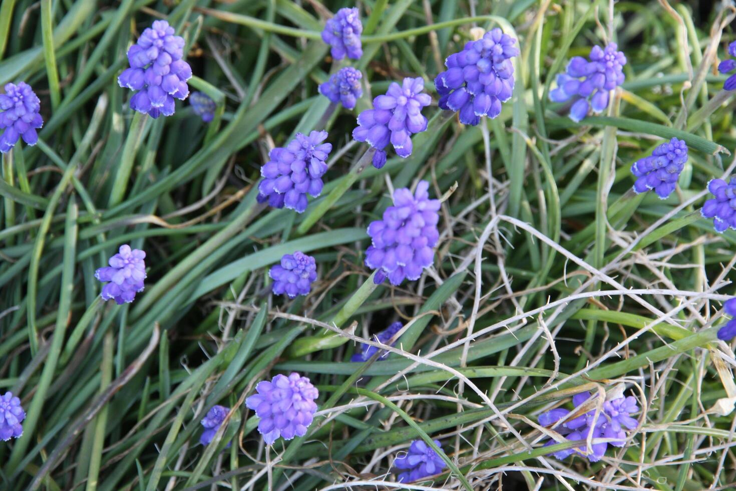 blue grape hyacinth flower photo