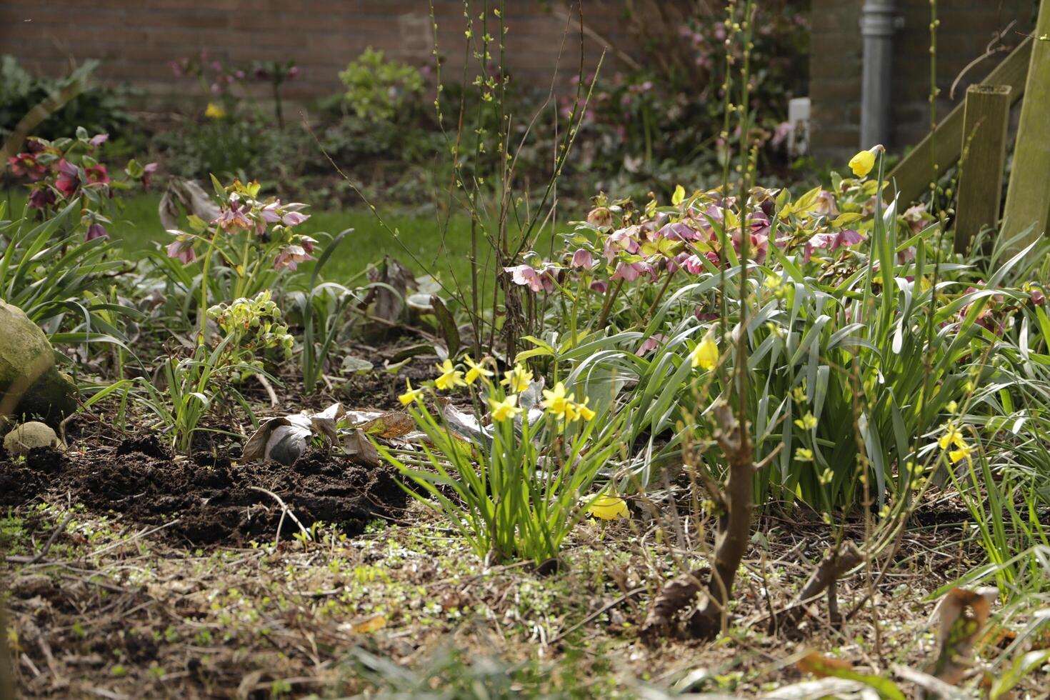 overview of a garden full with flowers photo