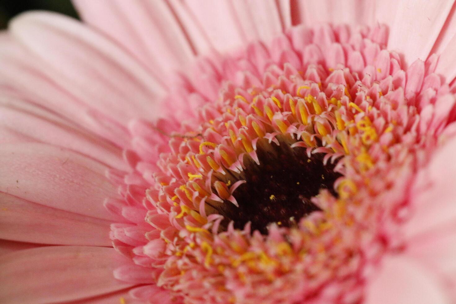 close up pink gerbera flower photo