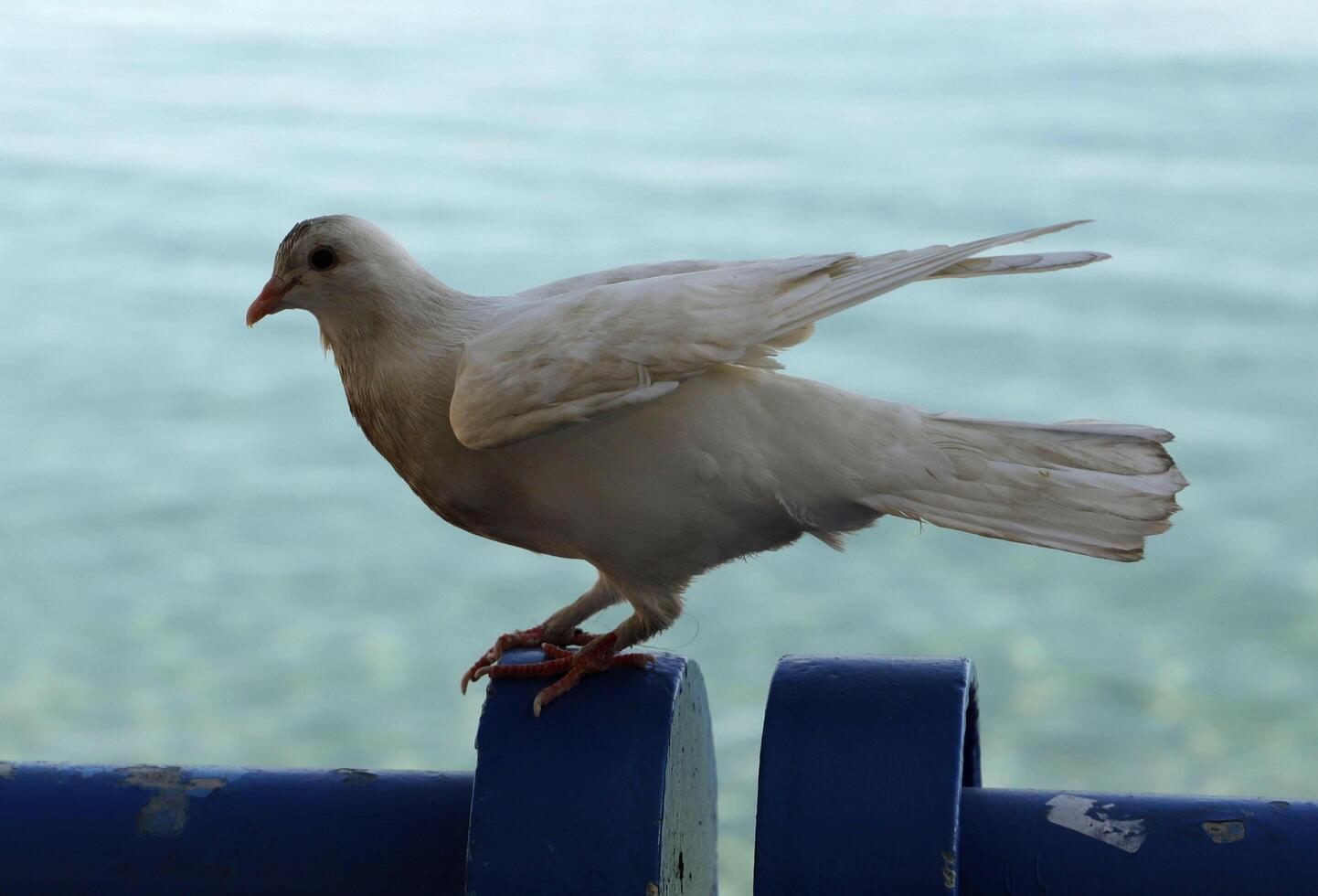 dove sits on pole photo