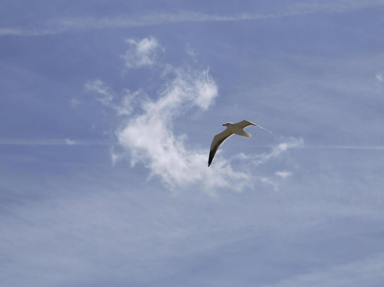 seagull flies in the blue sky photo