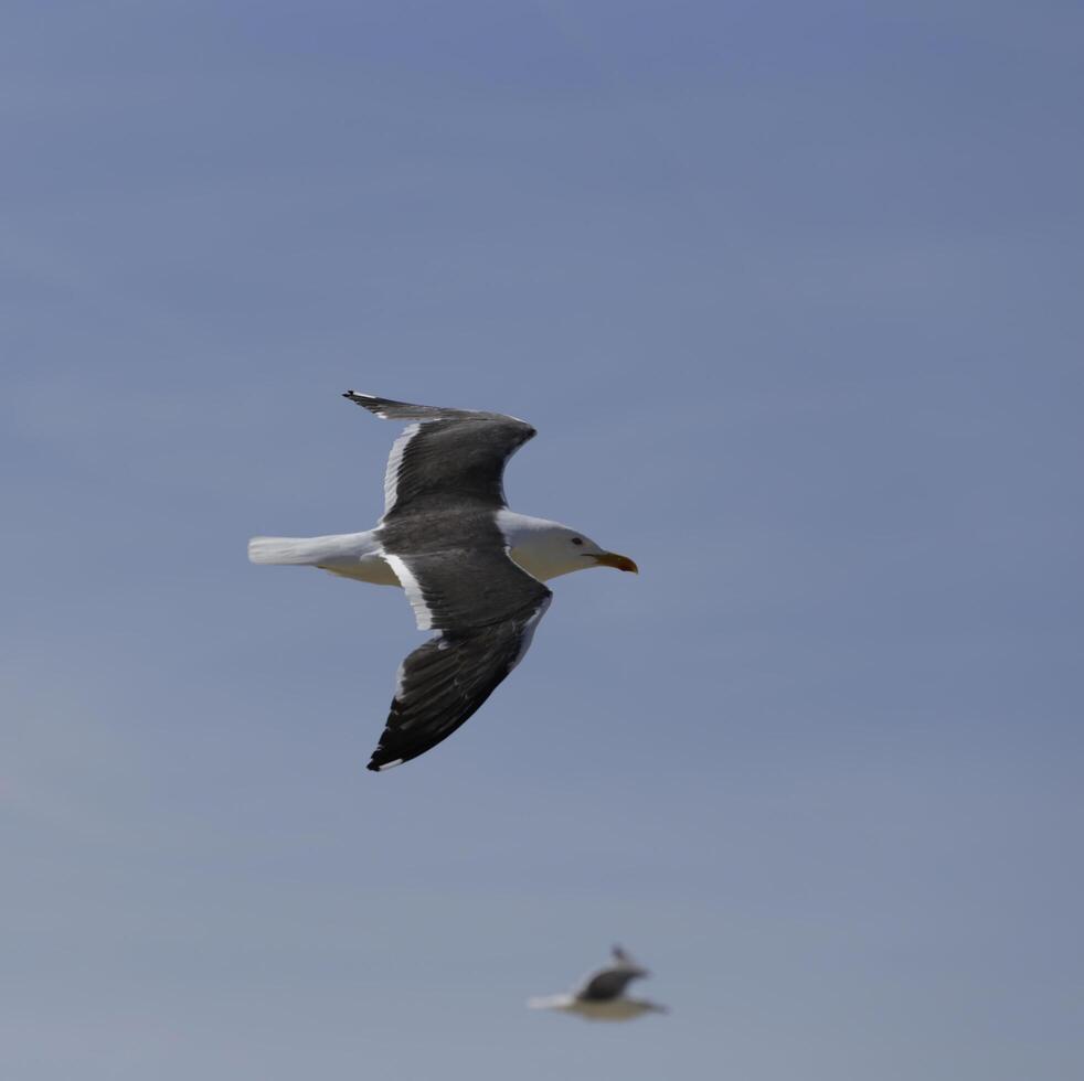 seagull flies in the blue sky photo