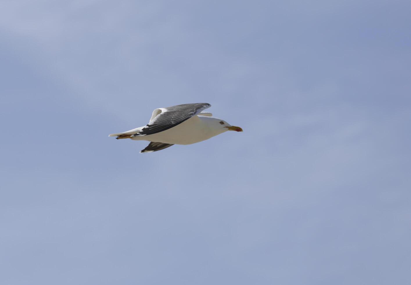 flying seagull in the blue sky photo