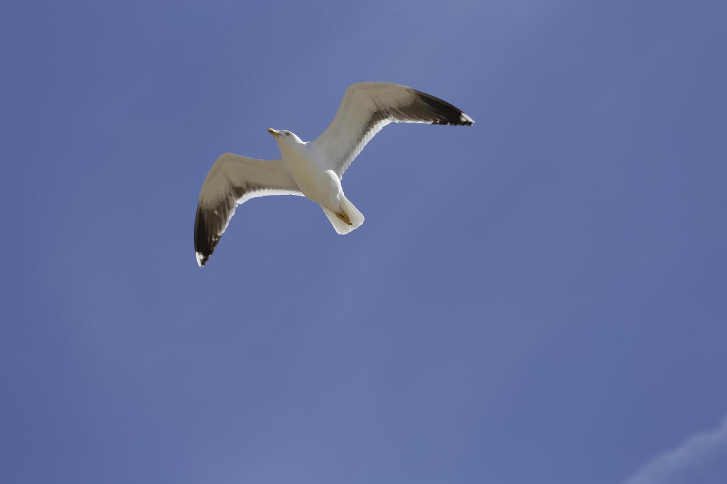 seagull flies in the blue sky photo