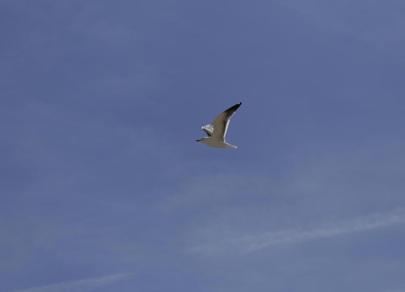 seagull flies in the blue sky photo