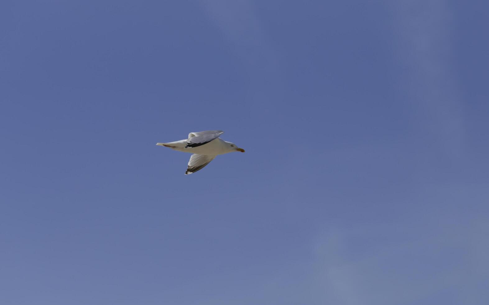 flying seagull in the blue sky photo