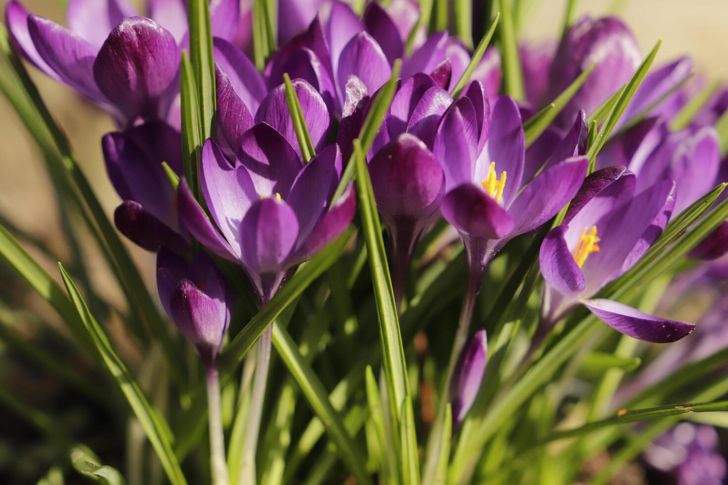 Blue purple crocus. The crocus one of the first flowers to bloom after the winter photo