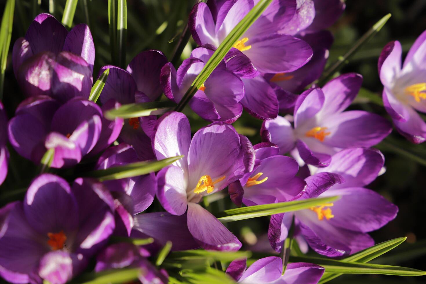 botanical purple crocuses photo