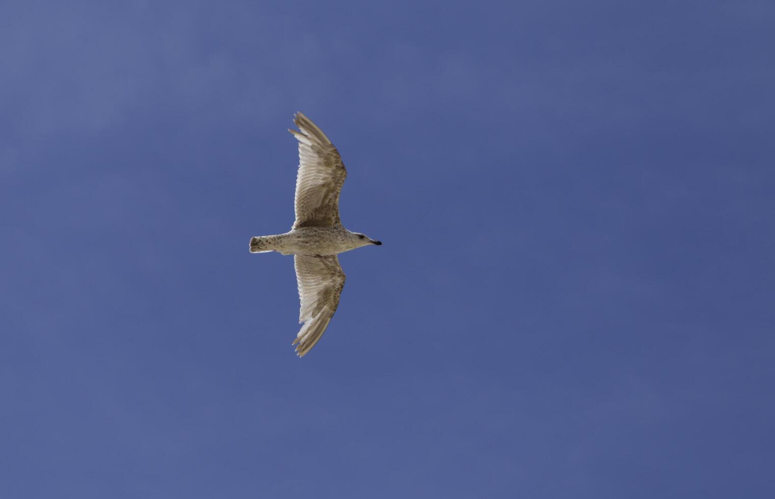 seagull flies in the blue sky photo