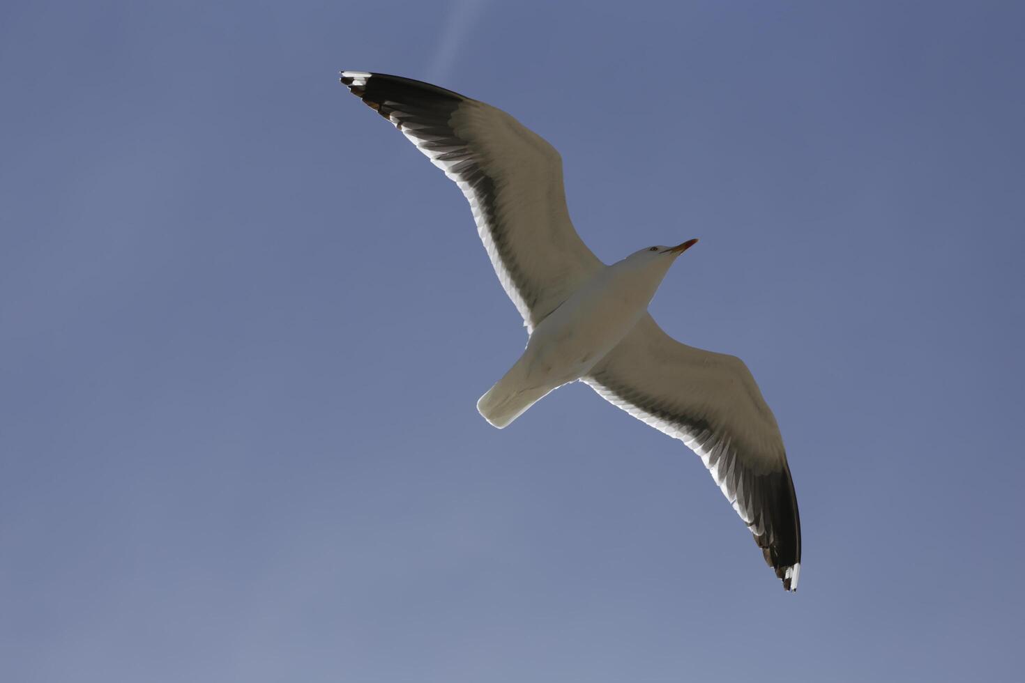 seagull flies in the blue sky photo