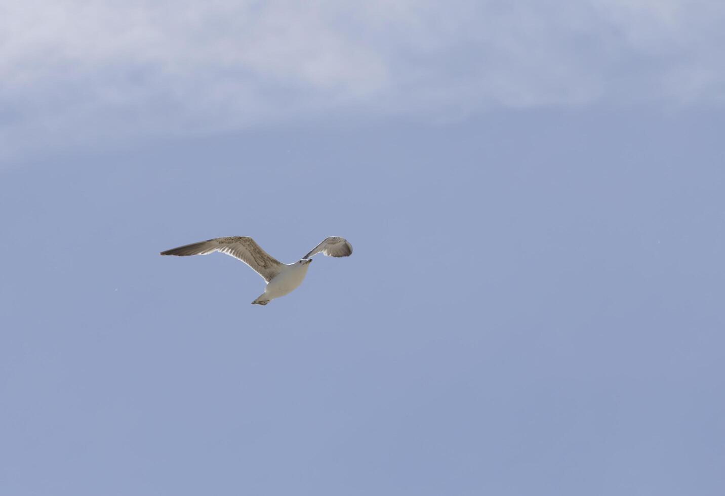 flying seagull in the blue sky photo