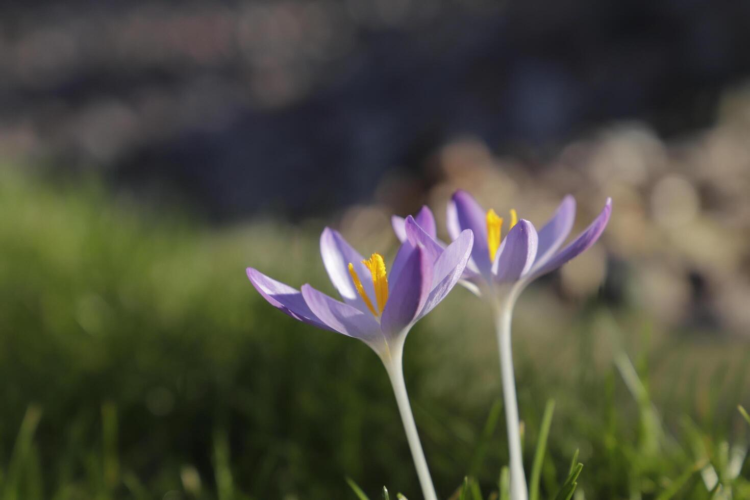 botanical purple crocuses photo