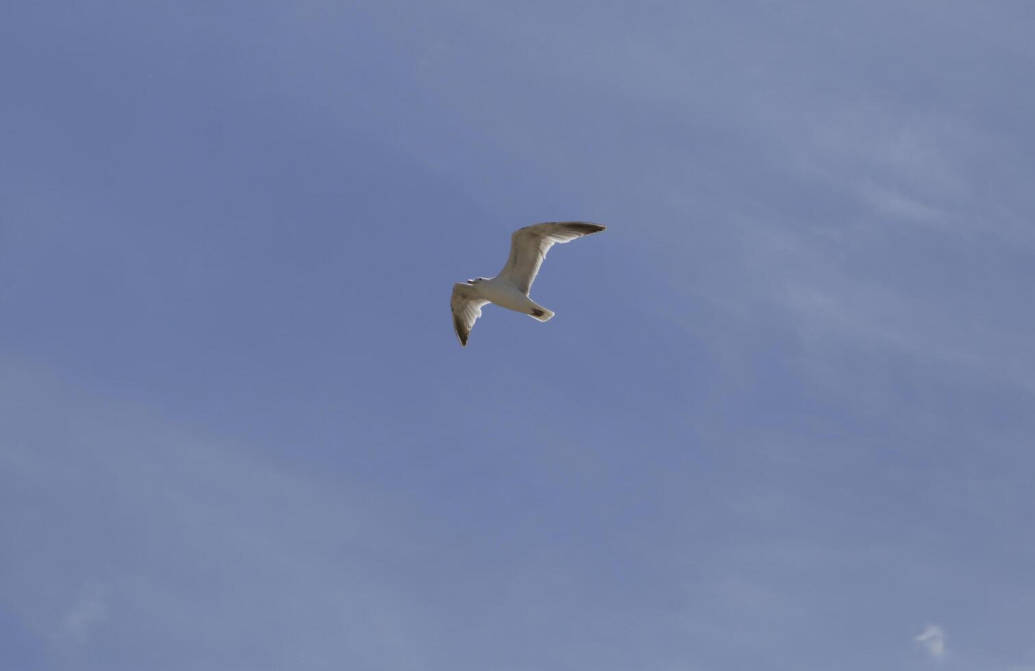 flying seagull in the blue sky photo