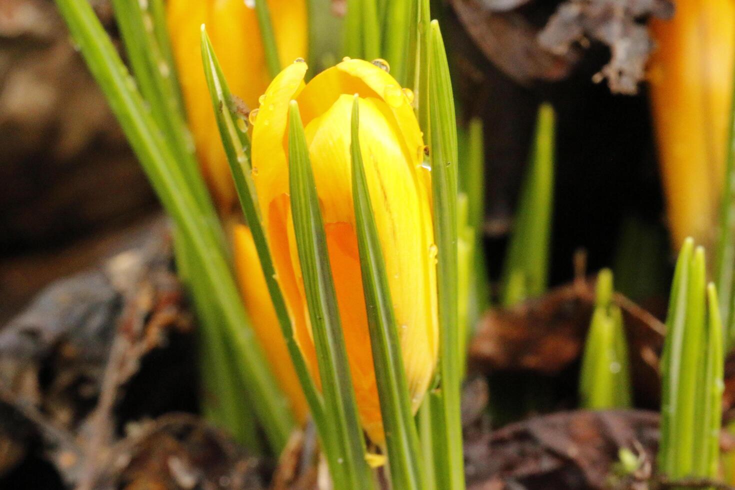 Yellow crocus. the crocus one of the first flowers to bloom after the winter photo