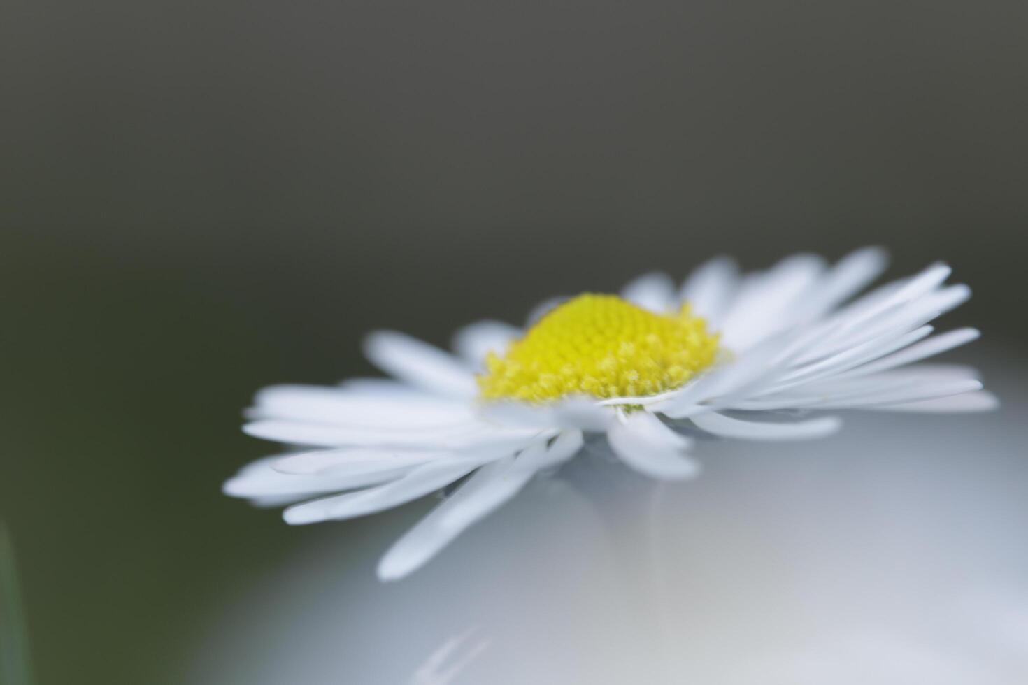 close up of daisy flowers photo