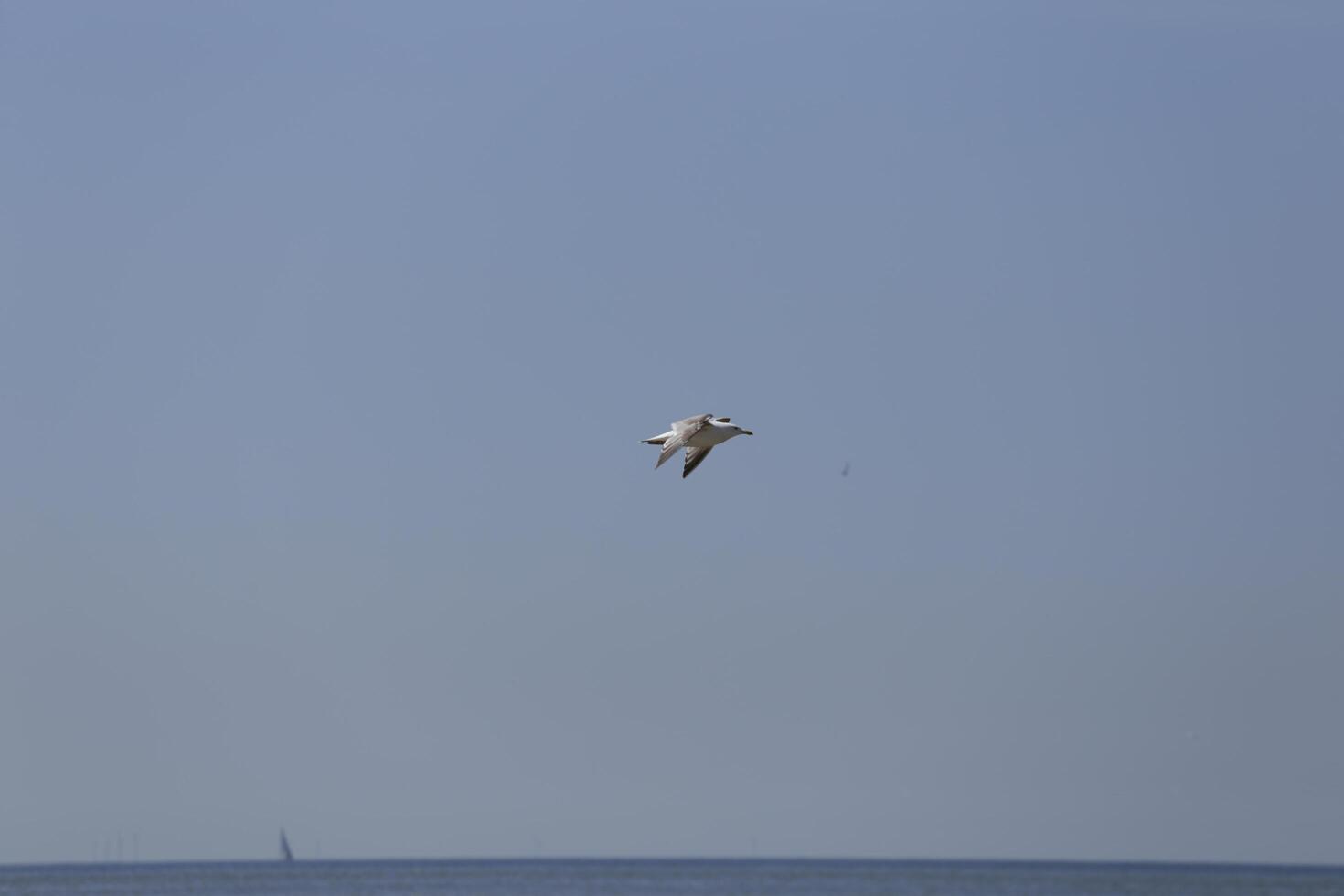 seagull flies in the blue sky photo